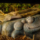 Поїлка для тераріума Exo Terra Aztec Frog