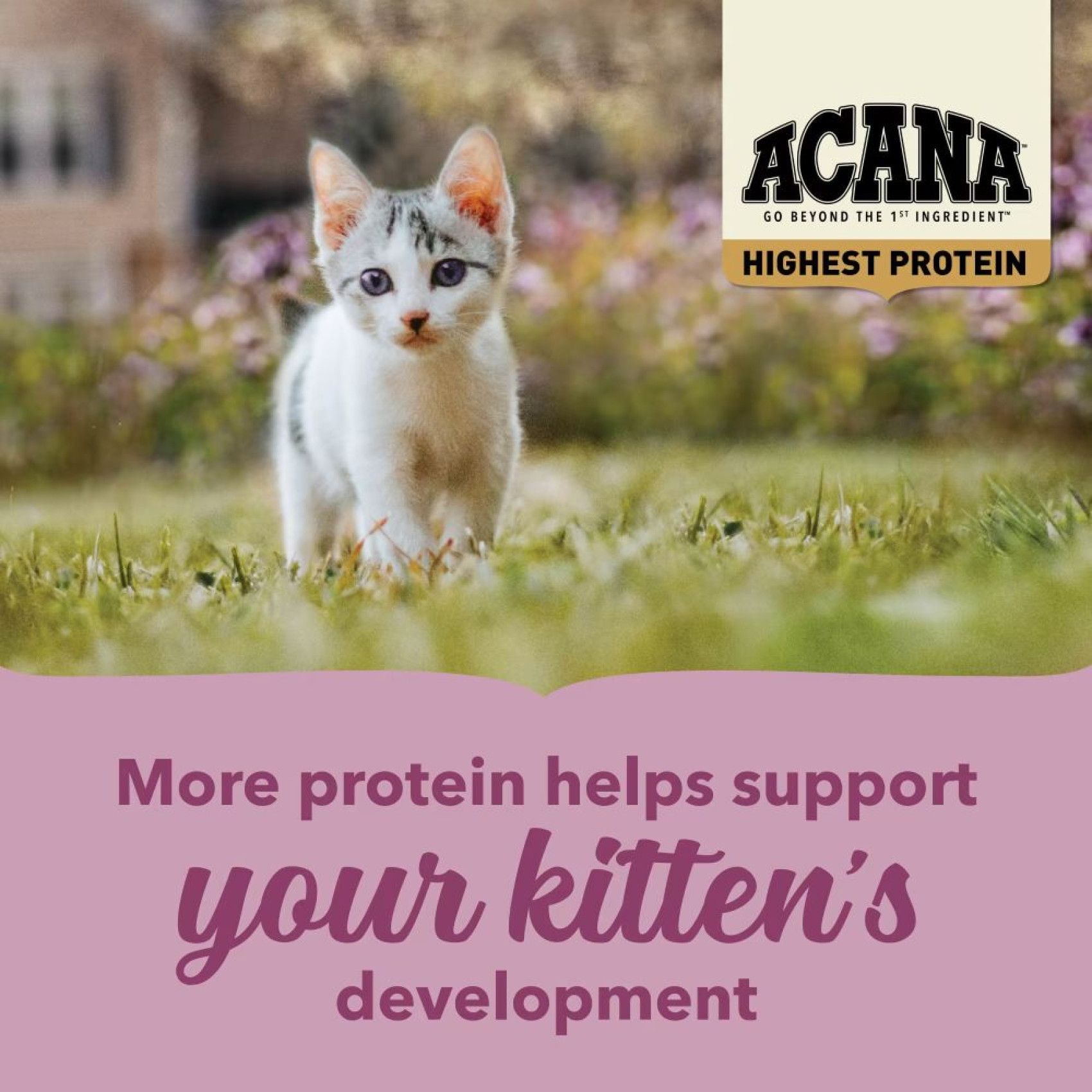 Сухий корм для кошенят Acana Highest Protein Kitten 1,8 кг - асорті
