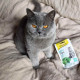 Ласощі для котів GimCat Mint Tips 40 г - м'ята